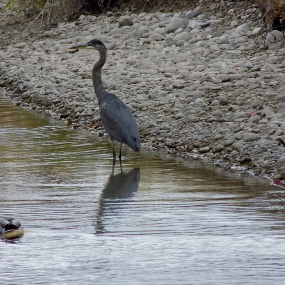 Meet your Posher, Niki - Picture 4 of 7